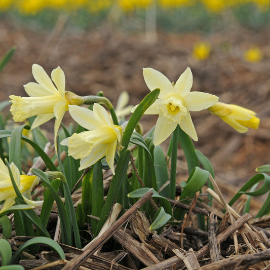 Daffodil 'Gipsy Queen' - 5 bulbs