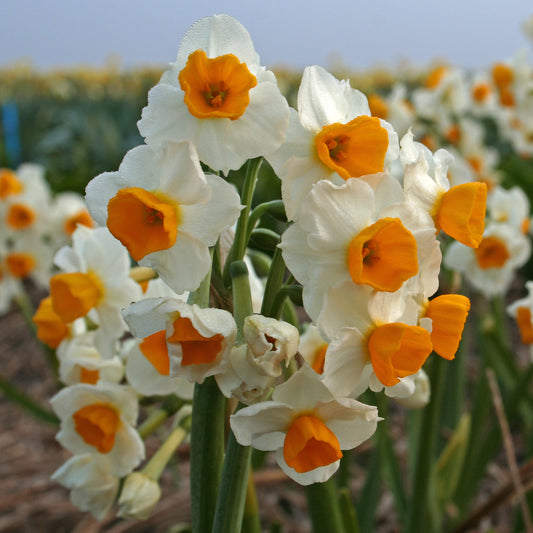 Daffodil 'Gloriosus' - 5 bulbs
