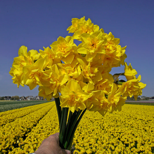 Daffodil 'Golden Delicious' - 5 bulbs
