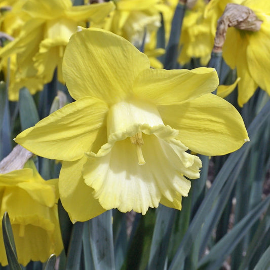 Daffodil 'Greengarden' - 5 bulbs