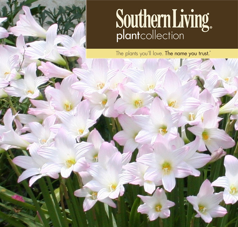 Habranthus robustus 'Russell Manning' Pink Rain Lily - 4-4" pots