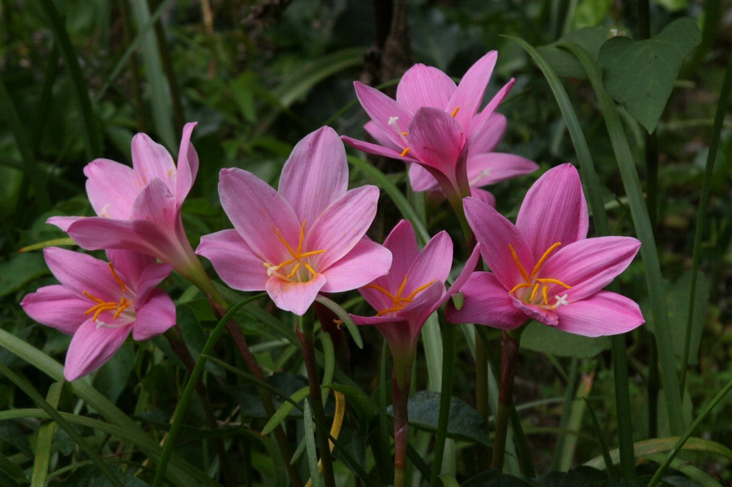 Zephyranthes grandiflora 'Pink Rain Lily'
