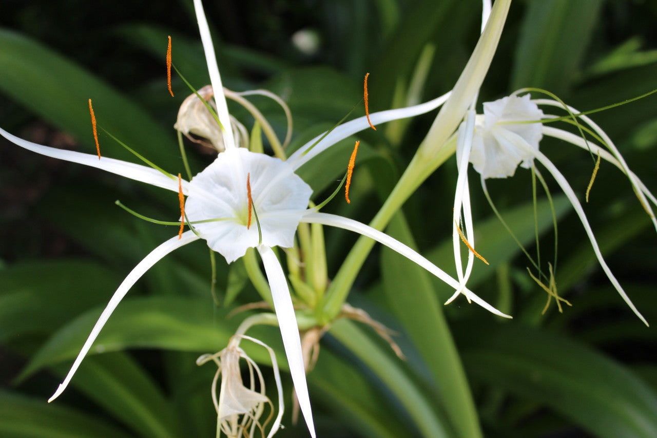 lily white star flower Hymenocallis 'Super Star' - 1