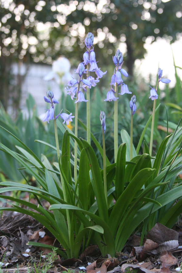 Hyacinthoides hispanica 'Spanish Bluebells' - 10 bulbs