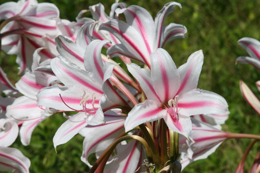 Crinum 'Milk & Wine Lily' - 1 bulb