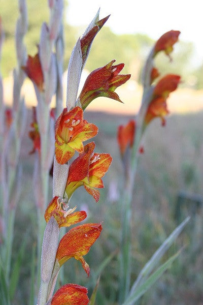 Parrot Gladiolus - 1 - 4" pot