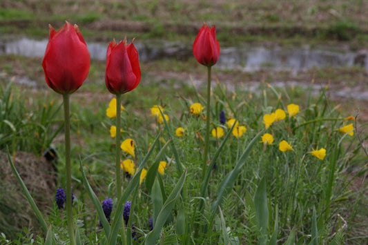 Daffodil bulbocodium 'Oxford Gold' - 5 bulbs