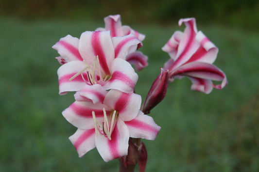 Crinum 'Carroll Abbott'