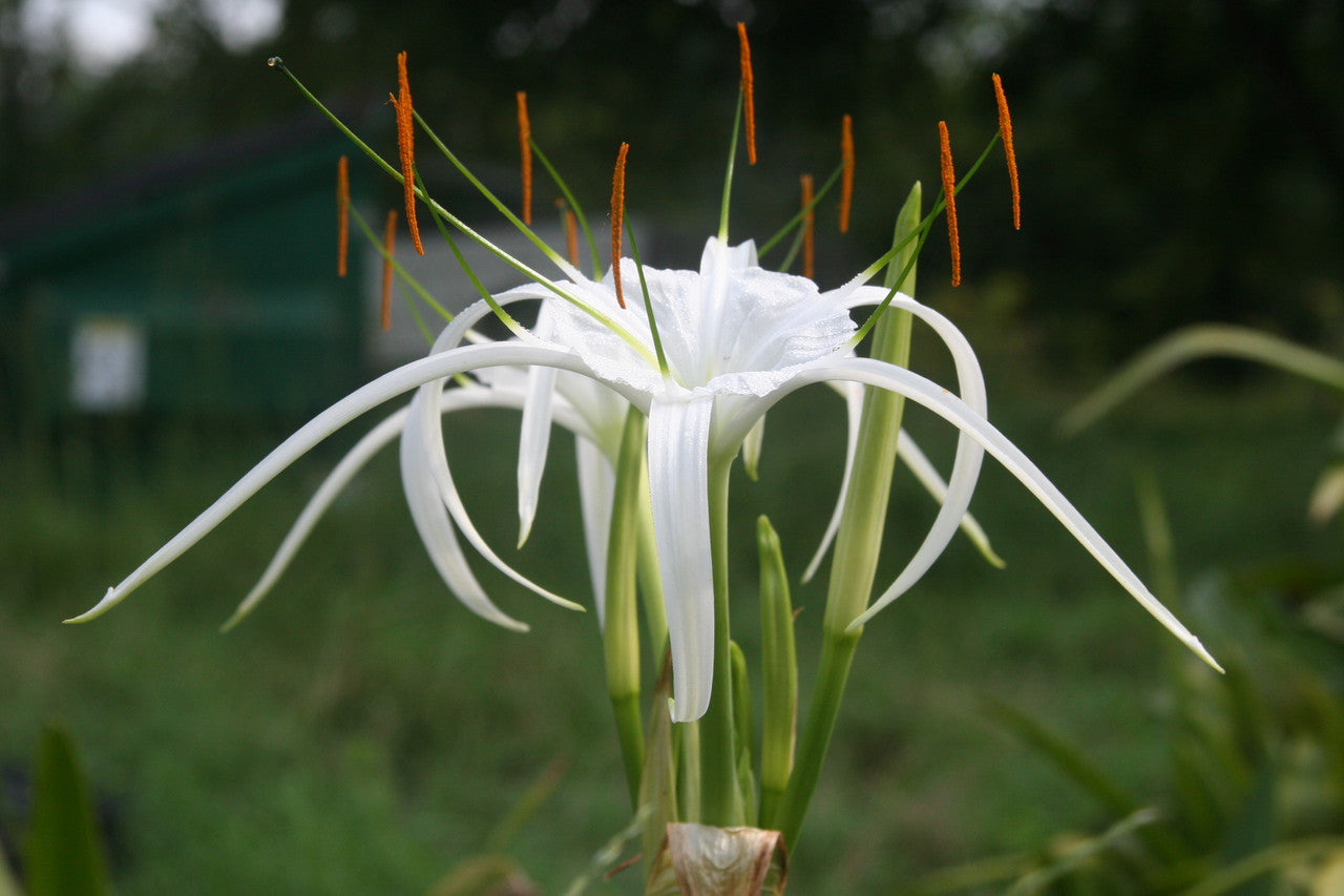 Hymenocallis acutifolia - 1