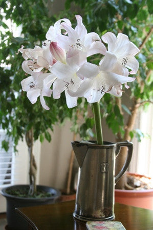 Crinum Mrs. James Hendry - 1 bulb