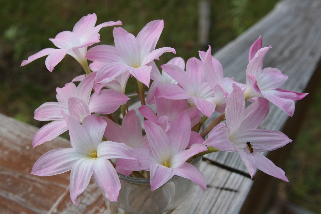その他 Fleur.. Zephyranthes Labuffarosa Pink Rain lily - Southern Perennial Bulb