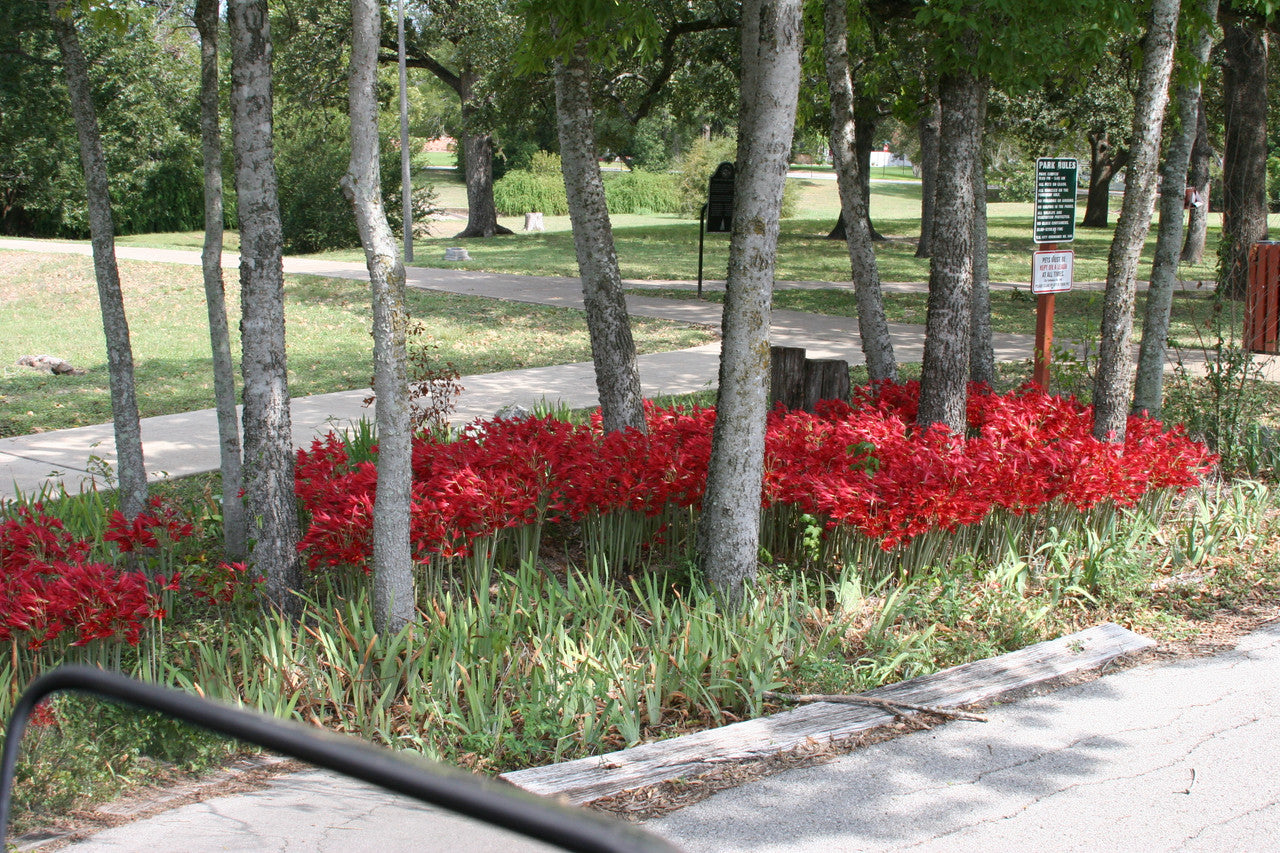 Oxblood Lily or "Schoolhouse Lily" - 1 - 5" pot