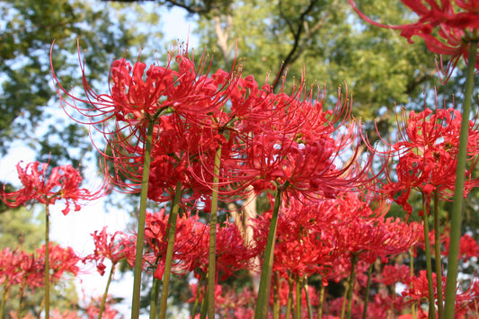 Red Spider Lily (Lycoris radiata) Southern Heirloom Triploid - 5 bulbs