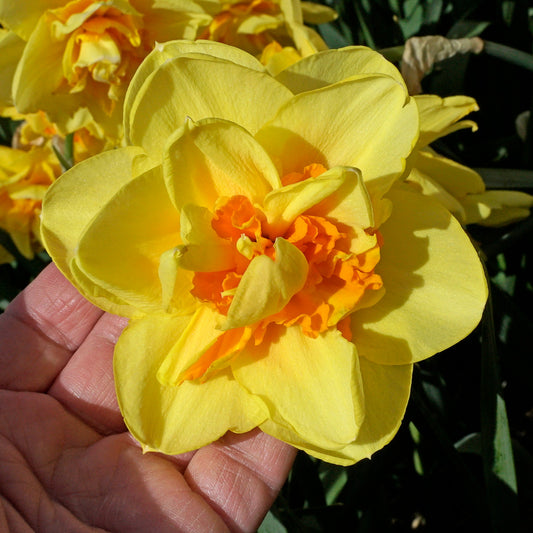 Daffodil 'Indira' - 5 bulbs