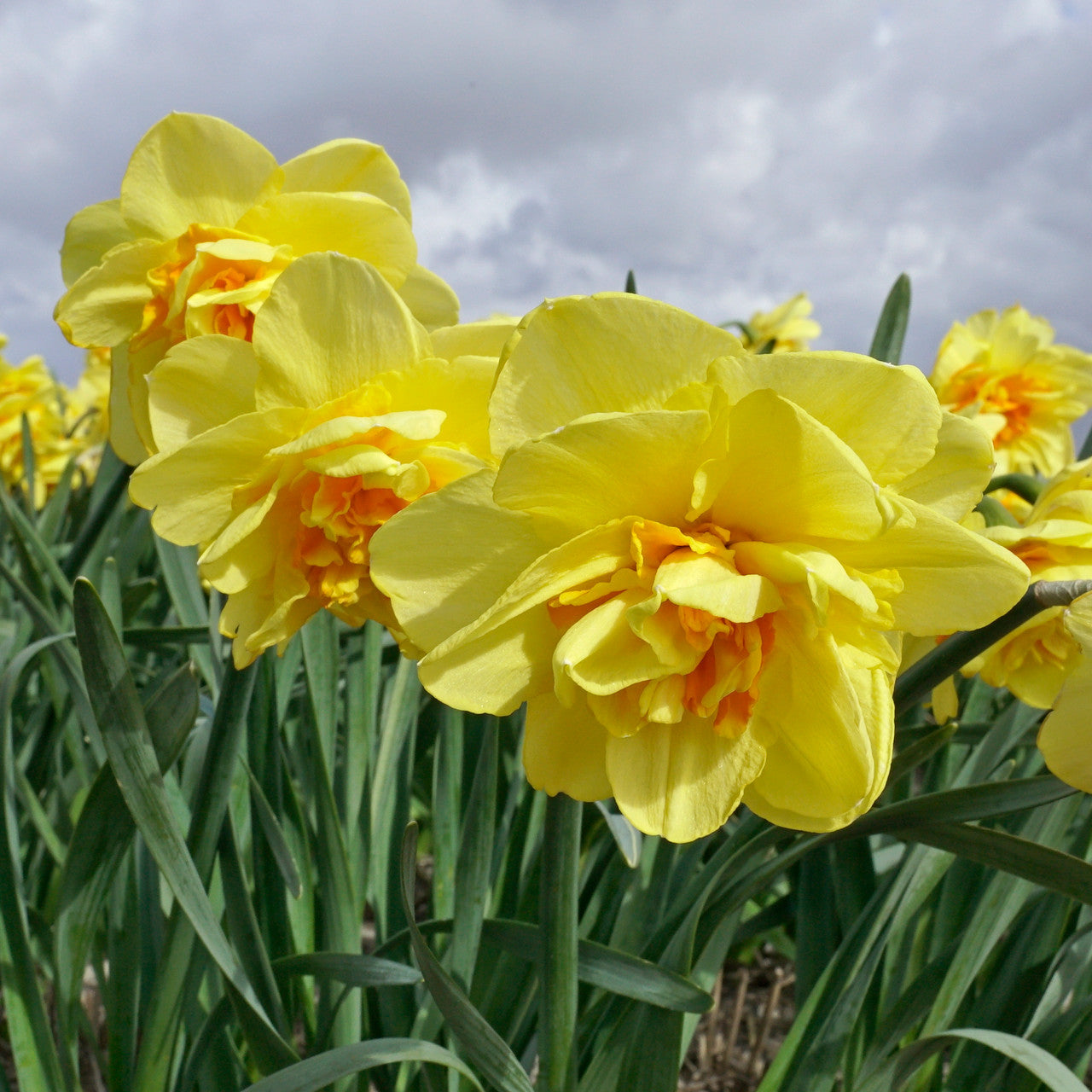 Daffodil 'Indira' - 5 bulbs