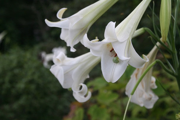 very tall white lily Lilium formosanum Tall 'Philippine Lily'