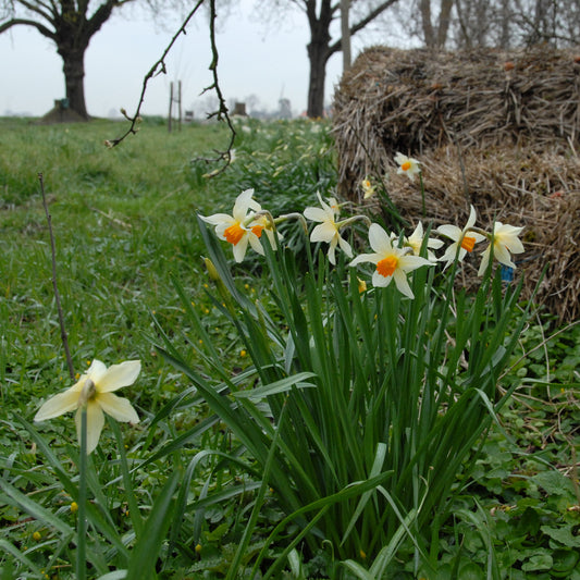 Daffodil 'Lucifer' - 5 bulbs
