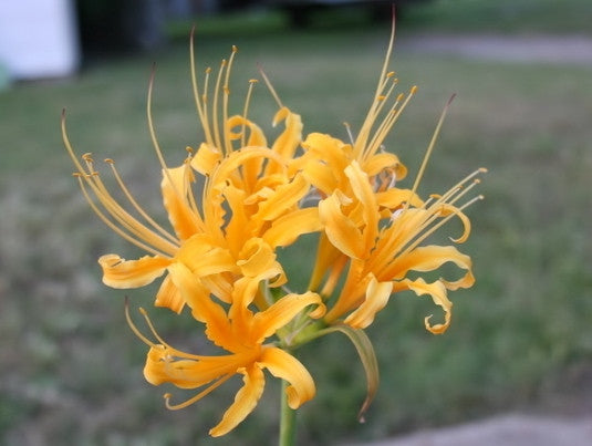 2902 spider lily Yellow Spider Lily (Lycoris aurea)
