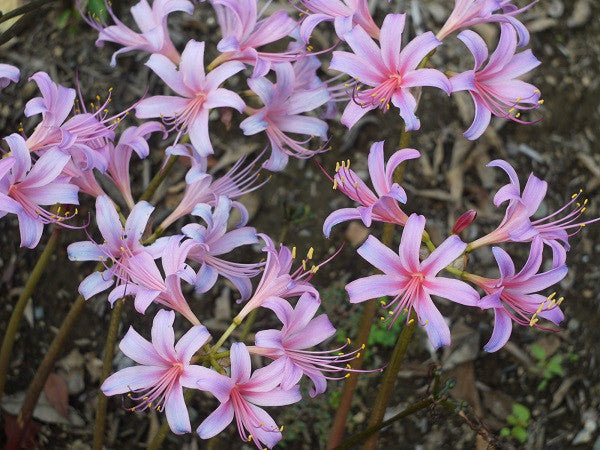 blue spider lilies Electric Blue Spider Lily (Lycoris sprengeri)