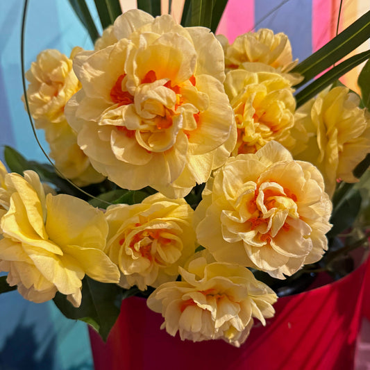 Daffodil 'English Style' - 5 bulbs