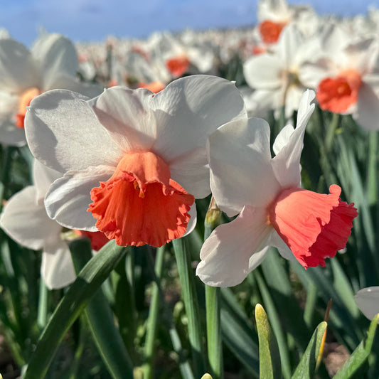 Daffodil 'Magic Charm' - 5 bulbs