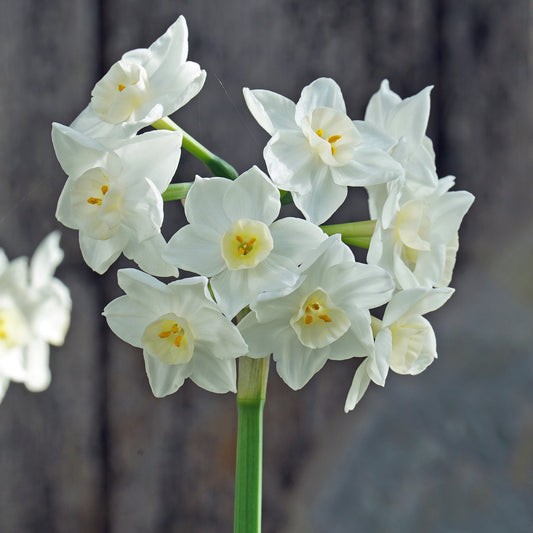 Daffodil 'Polly's Pearl' - 5 bulbs