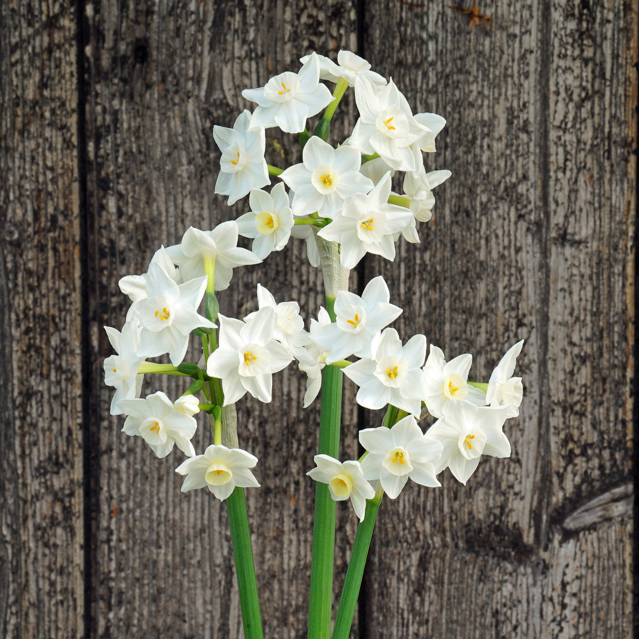 Daffodil 'Polly's Pearl' - 5 bulbs
