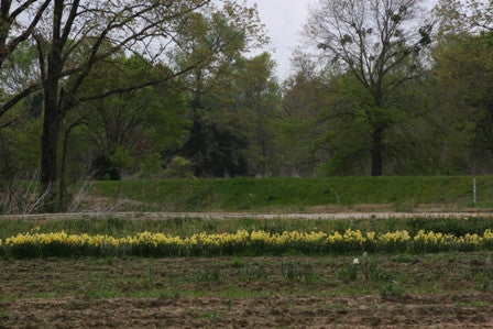 Heirloom 'Golden Dawn' - 10 bulbs