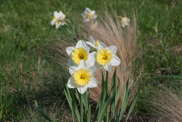Daffodil 'Ice Follies' - 5 bulbs