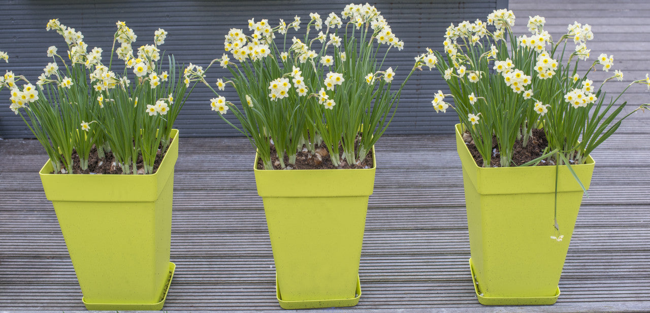 Daffodil 'Minnow' - 5 bulbs