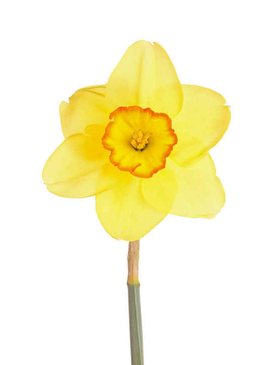 Daffodil 'Pacific Rim' - 5 bulbs