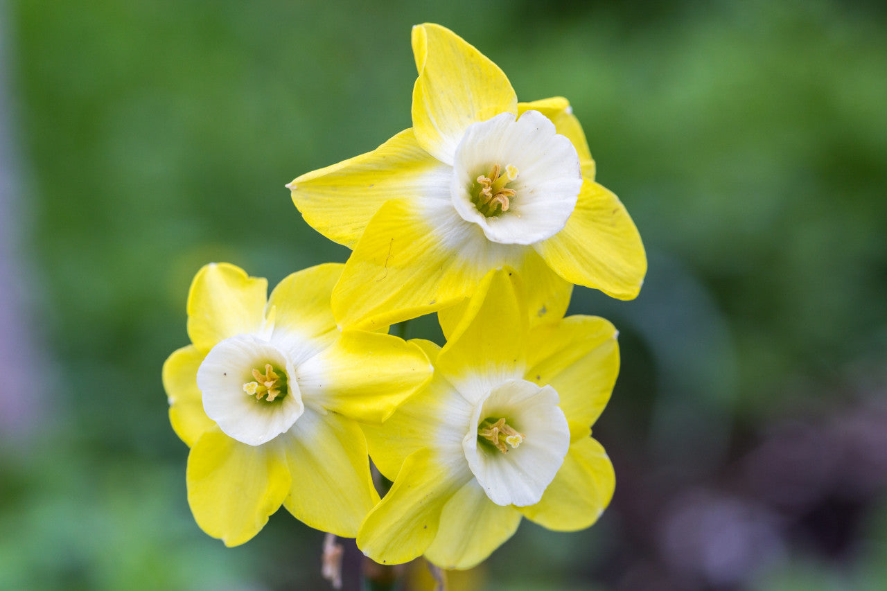 Daffodil 'Pipit'