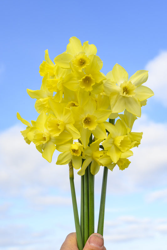 Daffodil 'Pipit' - 5 bulbs