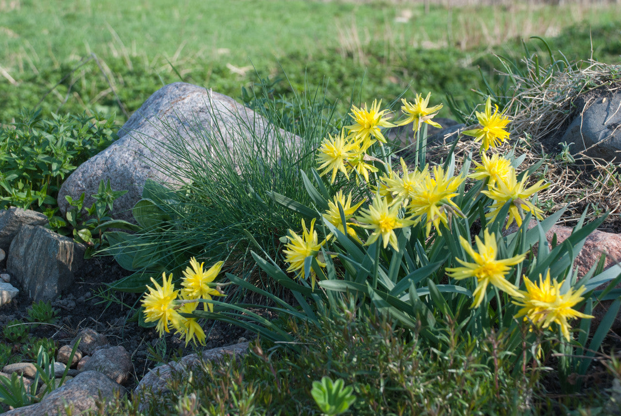 Daffodil 'Rip Van Winkle' - 5 bulbs