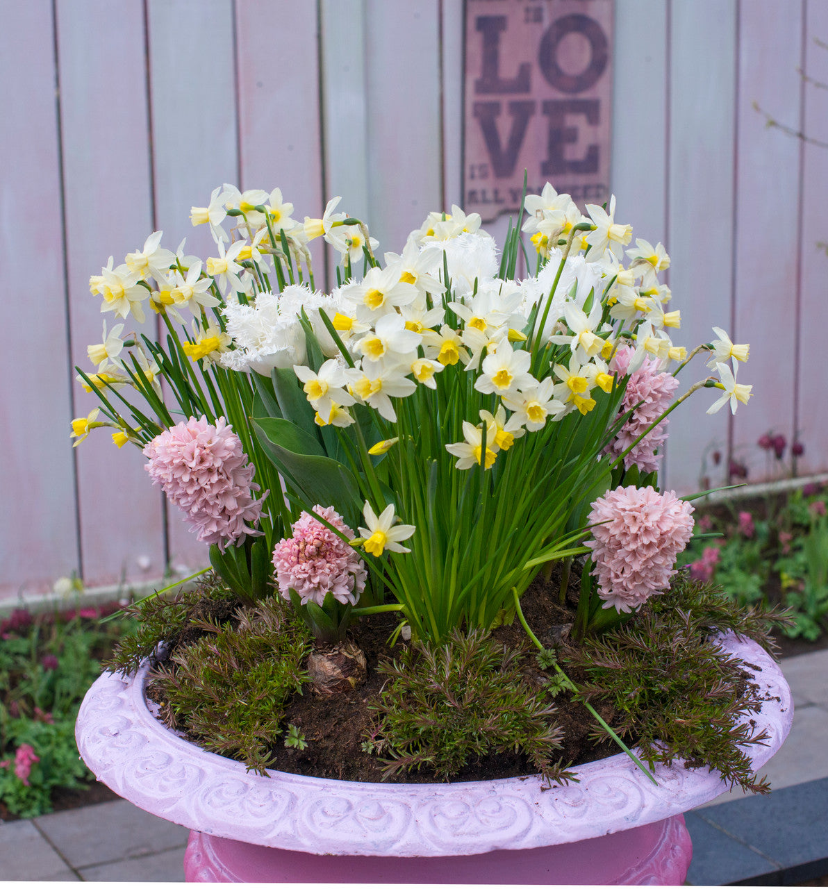 Daffodil 'Sailboat' - 5 bulbs