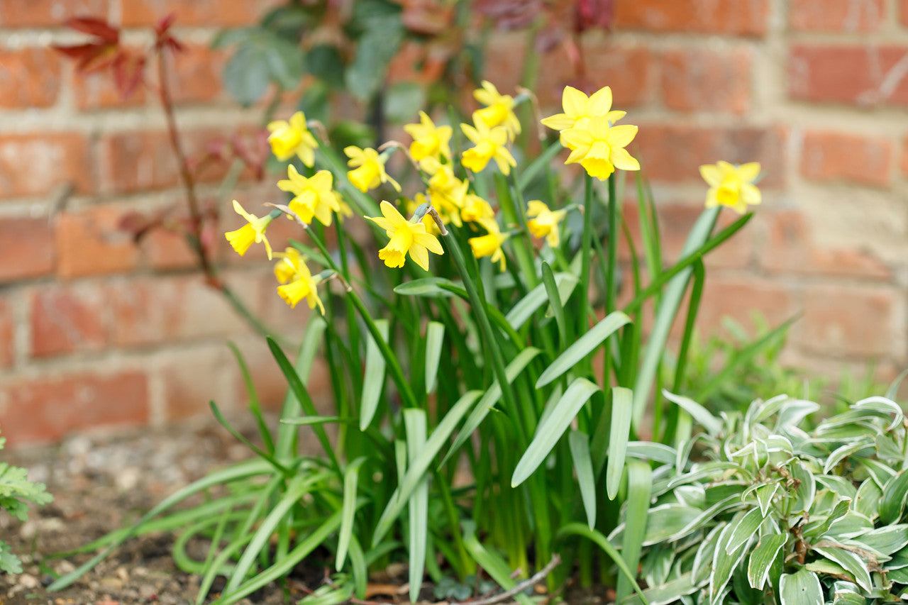 Daffodil 'Tete-a-Tete' - 5 bulbs