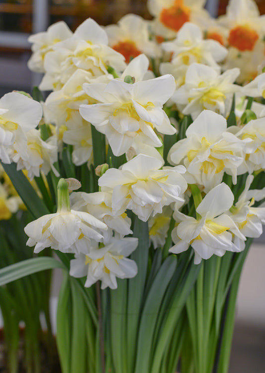 Daffodil 'White Lion' - 5 bulbs