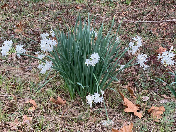 Old-Fashioned Paperwhites - 10 bulbs