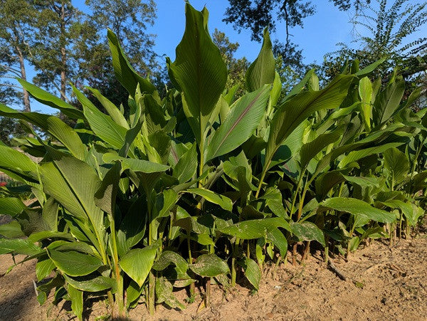 Curcuma zeodaria 'Pink Wonder' - 3 bulbs