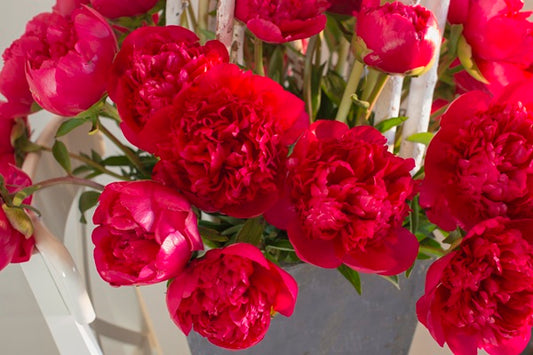 Peony 'Command Performance' - 1 root crown