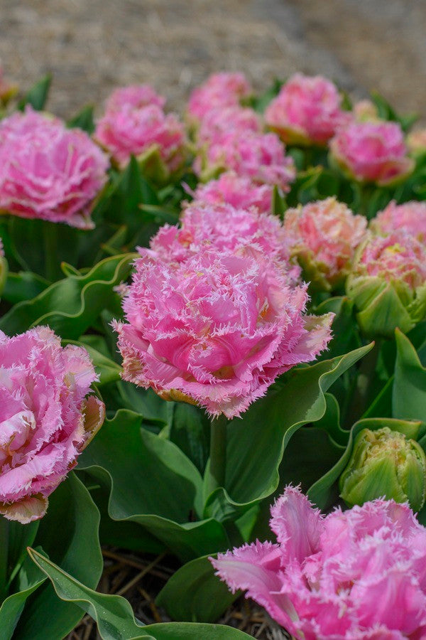 Tulipa 'Ranomi' - 5 bulbs