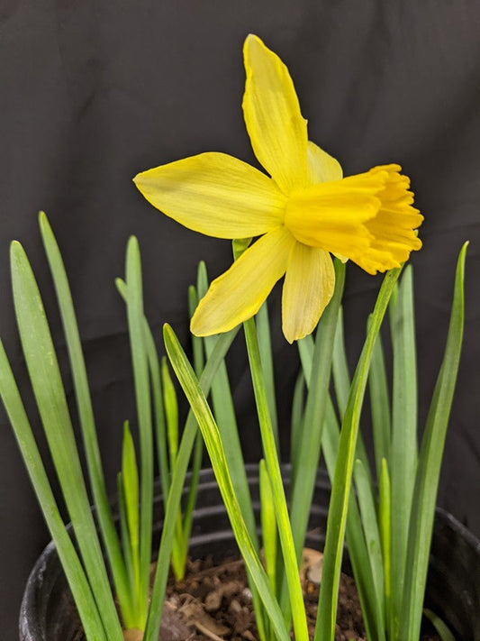 Daffodil 'February Gold' - 5 bulbs