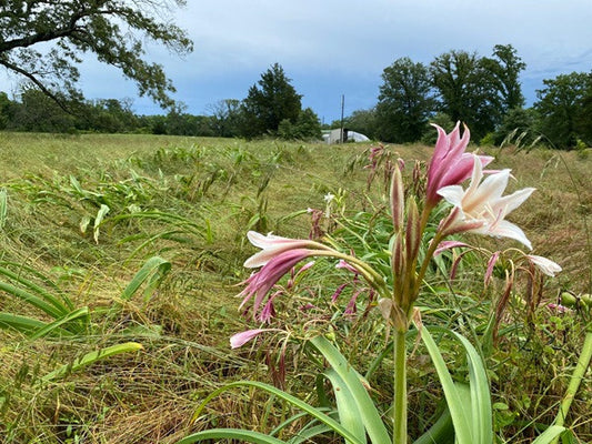 Crinum 'Sacramento' - 1 bulb