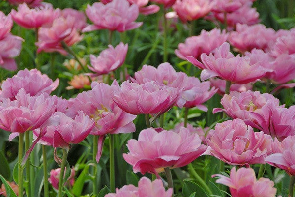 Tulipa 'Pink Cameo' - 5 bulbs