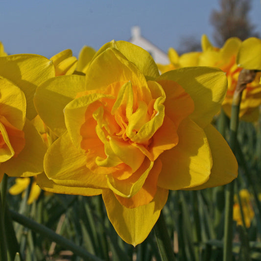 Daffodil 'Queen's Day' - 5 bulbs