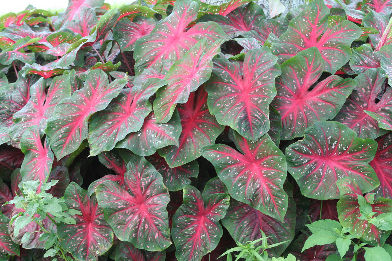Caladium 'Red Flash'