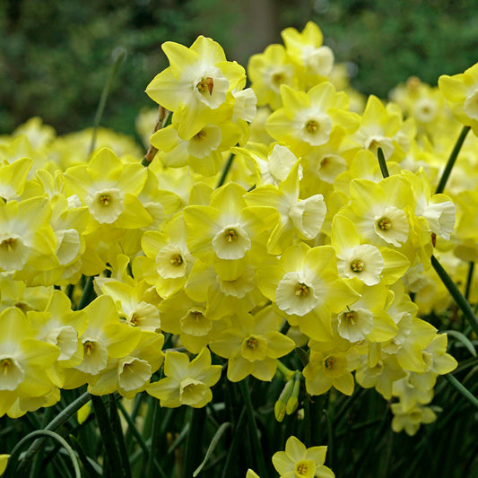 Daffodil 'Regeneration' - 5 bulbs