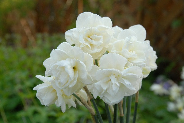 Daffodil 'Rose of May' - 5 bulbs