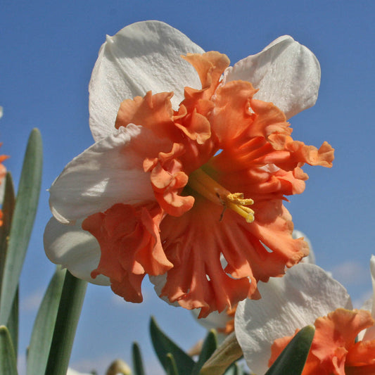 Daffodil 'Shrike' - 5 bulbs