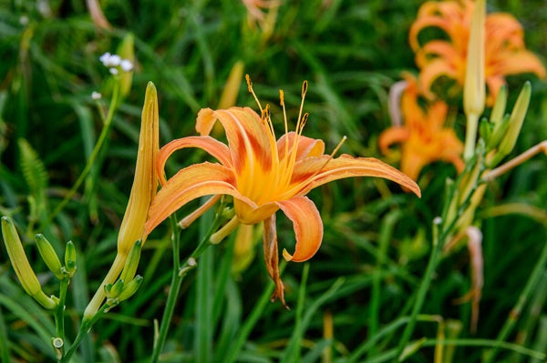 Orange Daylily - 3 Fleshy Roots